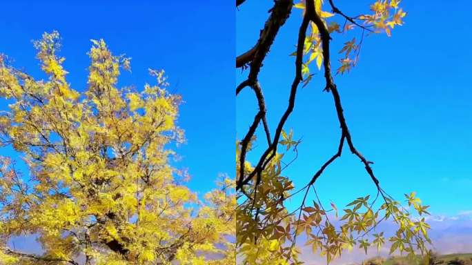 新疆古梨树美景
