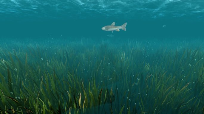 水下鱼群生态