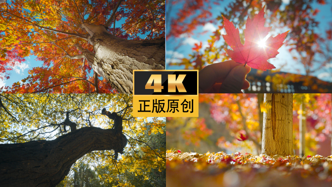 秋天秋春夏秋冬空镜头枫叶立秋银杏落叶立秋