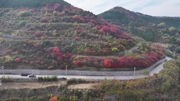 济南彩石断苕村红叶