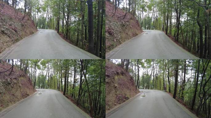 山中植物小路实拍