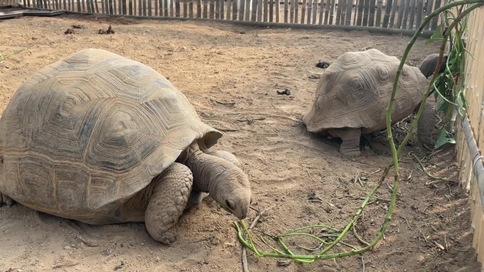 动物园科普养殖基地陆地龟象龟实拍原素材