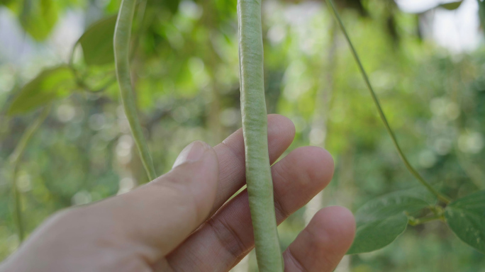 绿色无公害蔬菜-豆角