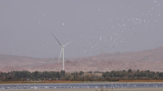 5J4A2685群鸟在风力发电机组中飞翔