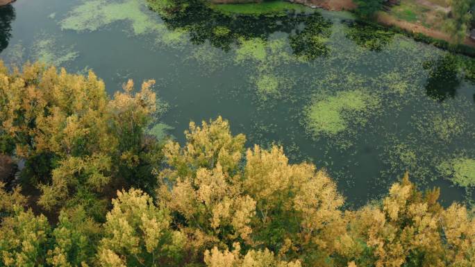 初秋避暑山庄金黄色树林树叶与水塘航拍