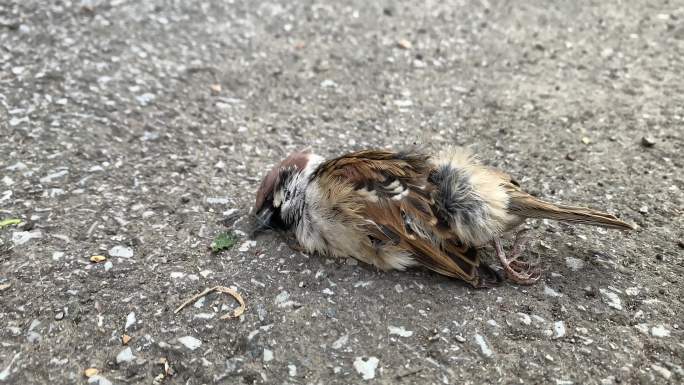 麻雀 死亡 鸟