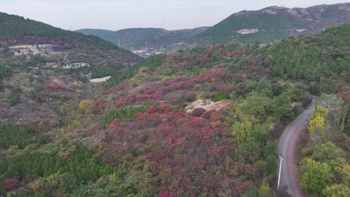 济南彩石捎近村红叶