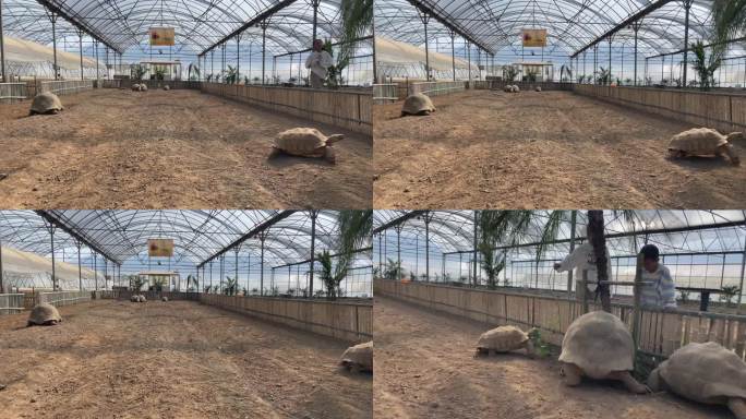 小朋友动物园濒危动物象龟养殖科普基地实拍