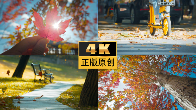 秋天立秋秋落叶唯美意境空镜头枫叶红叶秋景