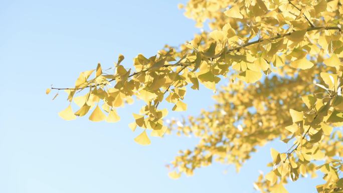 秋天蓝色天空下的银杏树叶