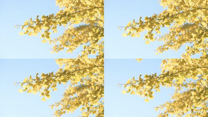 秋天蓝色天空下的银杏树叶