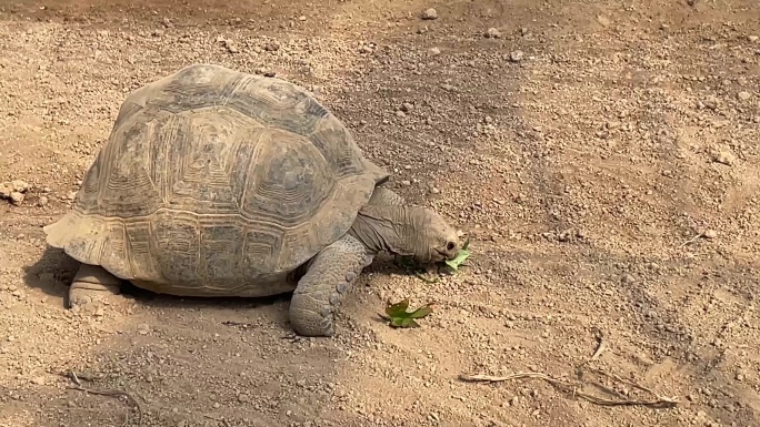 动物园科普基地大型陆地龟象龟实拍原素材