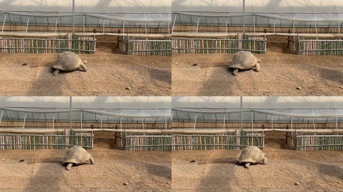 动物园养殖基地濒危动物陆地龟象龟实拍素材