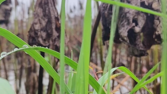 冬雨野草荷塘残荷枝败叶莲塘雨滴荷塘涟漪