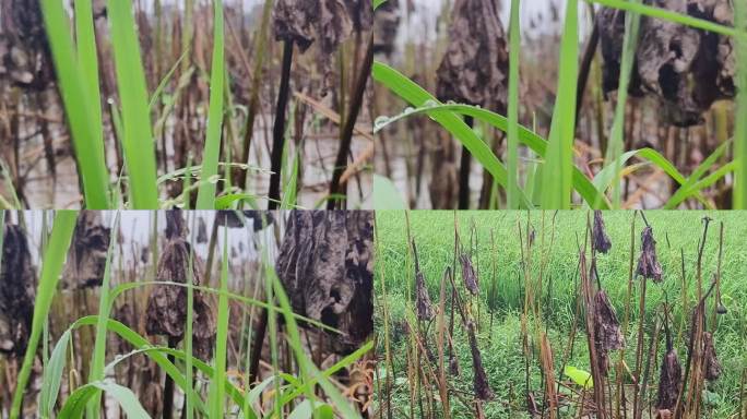 冬雨野草荷塘残荷枝败叶莲塘雨滴荷塘涟漪