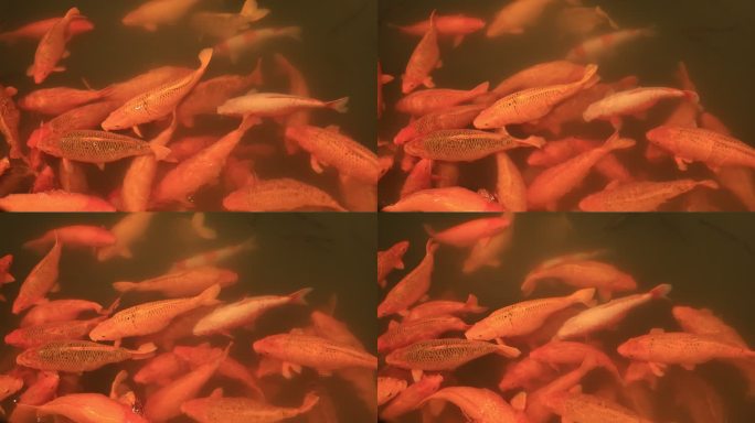 观赏鱼大型锦鲤4k升格慢镜头