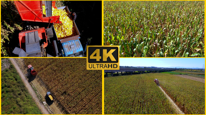 【4K】玉米收割 航拍玉米地丰收