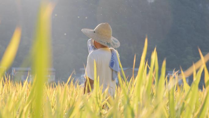 农民剪影 稻田秋景乡村唯美