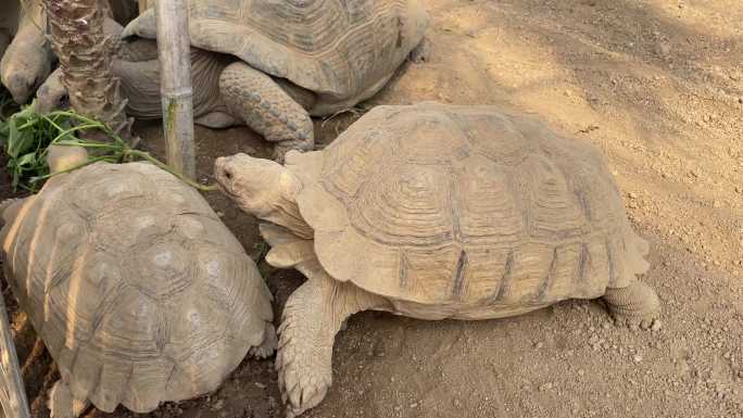 动物园科普基地濒危动物象龟乌龟实拍原素材