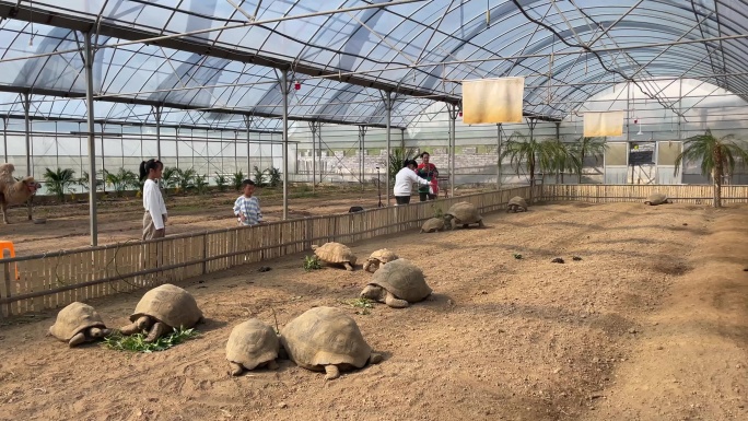 孩子家长参观动物园科普基地象龟乌龟实拍