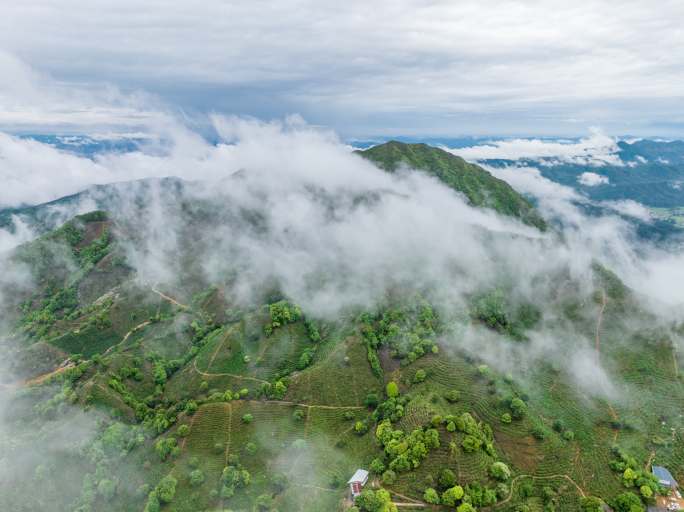 高山海拔茶叶云雾缭绕高山茶