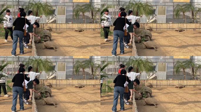 孩子家长父母带孩子参观动物园象龟基地实拍