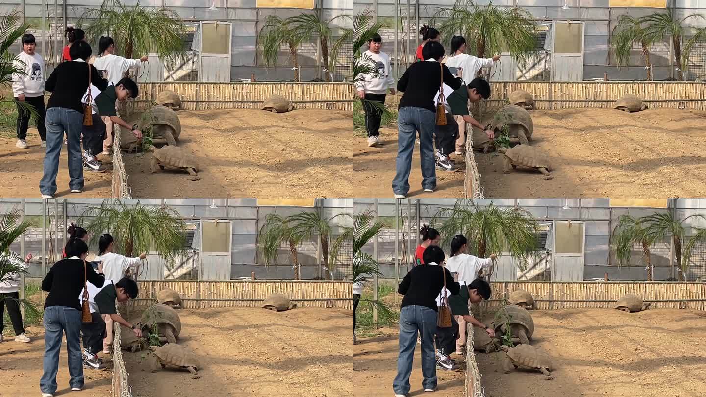 孩子家长父母带孩子参观动物园象龟基地实拍