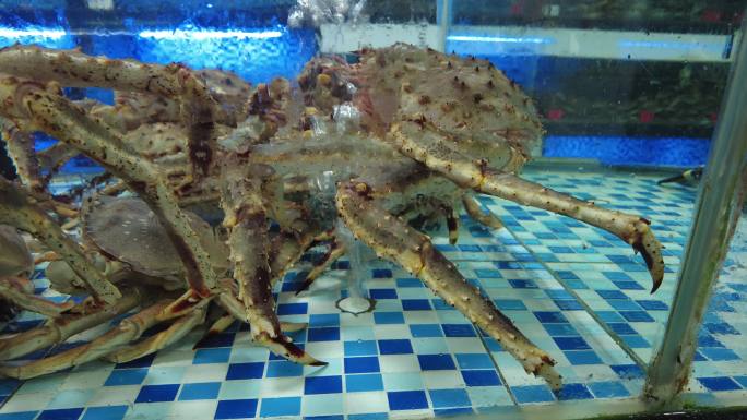 活体新鲜海鲜螃蟹龙虾帝王蟹石斑鱼乌龟实拍