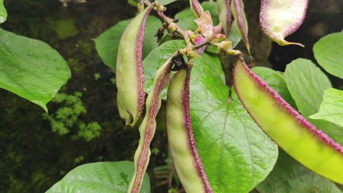 扁豆扁豆花扁豆特写扁豆视频扁豆素材蔬菜花