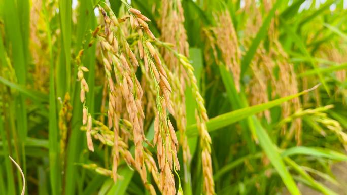收割水稻，农民在田里劳作