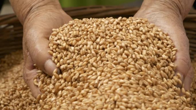 麦子小麦种子麦种农业麦田农业丰收粮食