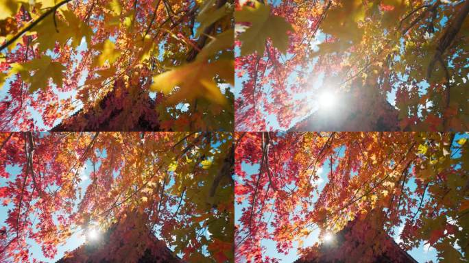 随风飘扬的枫叶秋季秋天秋树叶黄叶红叶秋季