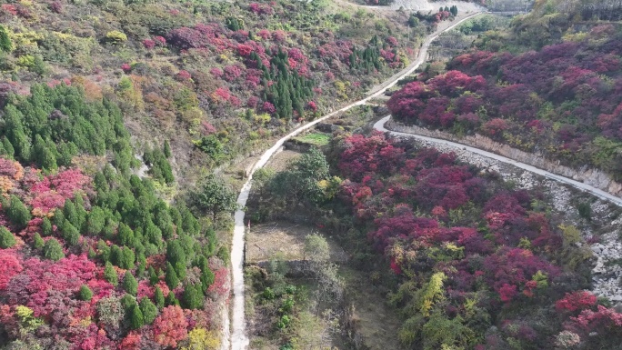 济南彩石断苕村红叶