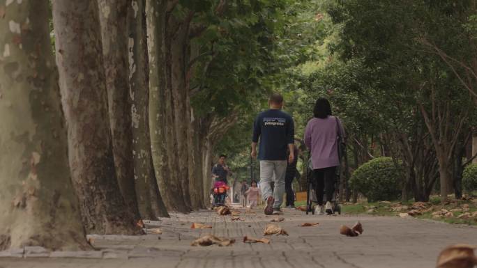 梧桐树下 道路建设 落叶