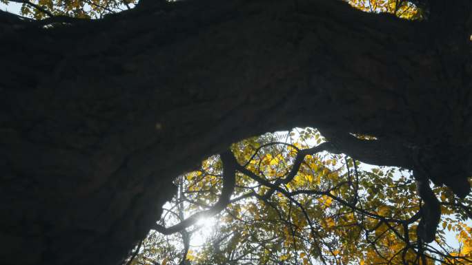 一颗茂密的树秋叶秋天秋季秋树大树