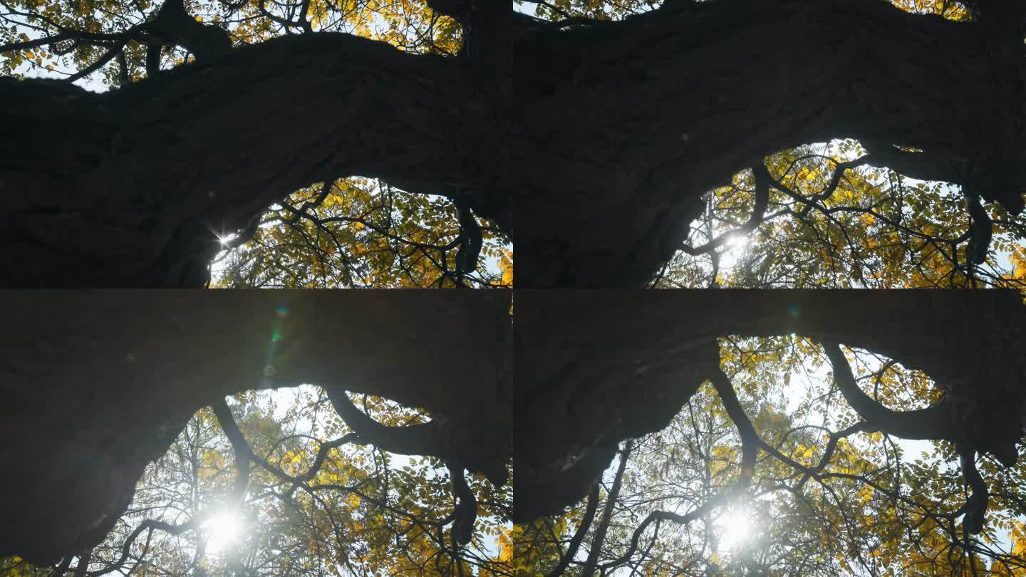 一颗茂密的树秋叶秋天秋季秋树大树
