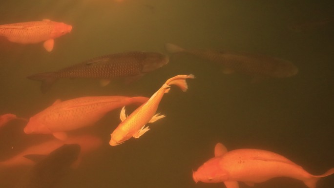 观赏鱼大型锦鲤4k升格慢镜头