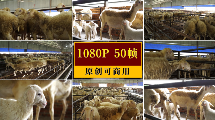 畜牧业  有机肥 小羊 农业 养殖场