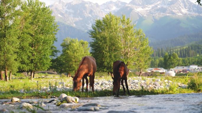 伊犁河谷河边喝水吃草的马
