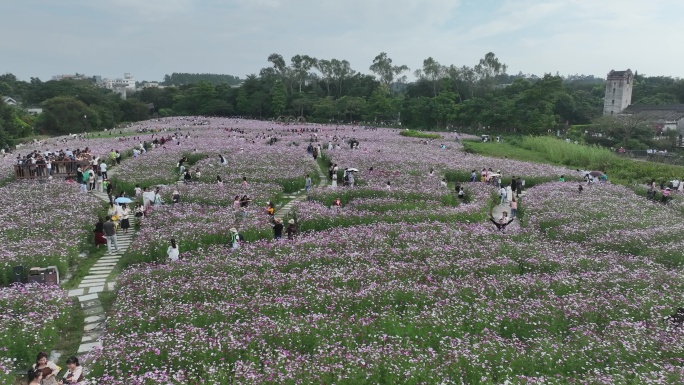 版画村格桑花