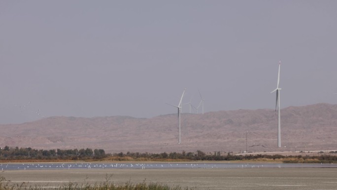 5J4A2669群鸟在风力发电机组中飞翔