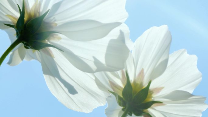 白色的花 洁白的花