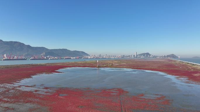 江苏连云港连岛景区中的红草地