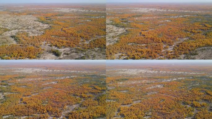 胡杨林沙漠里的绿洲秋天