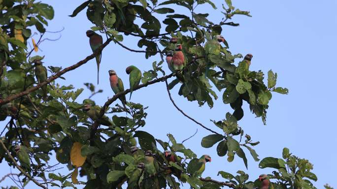 一群野生绯胸鹦鹉在树上活动