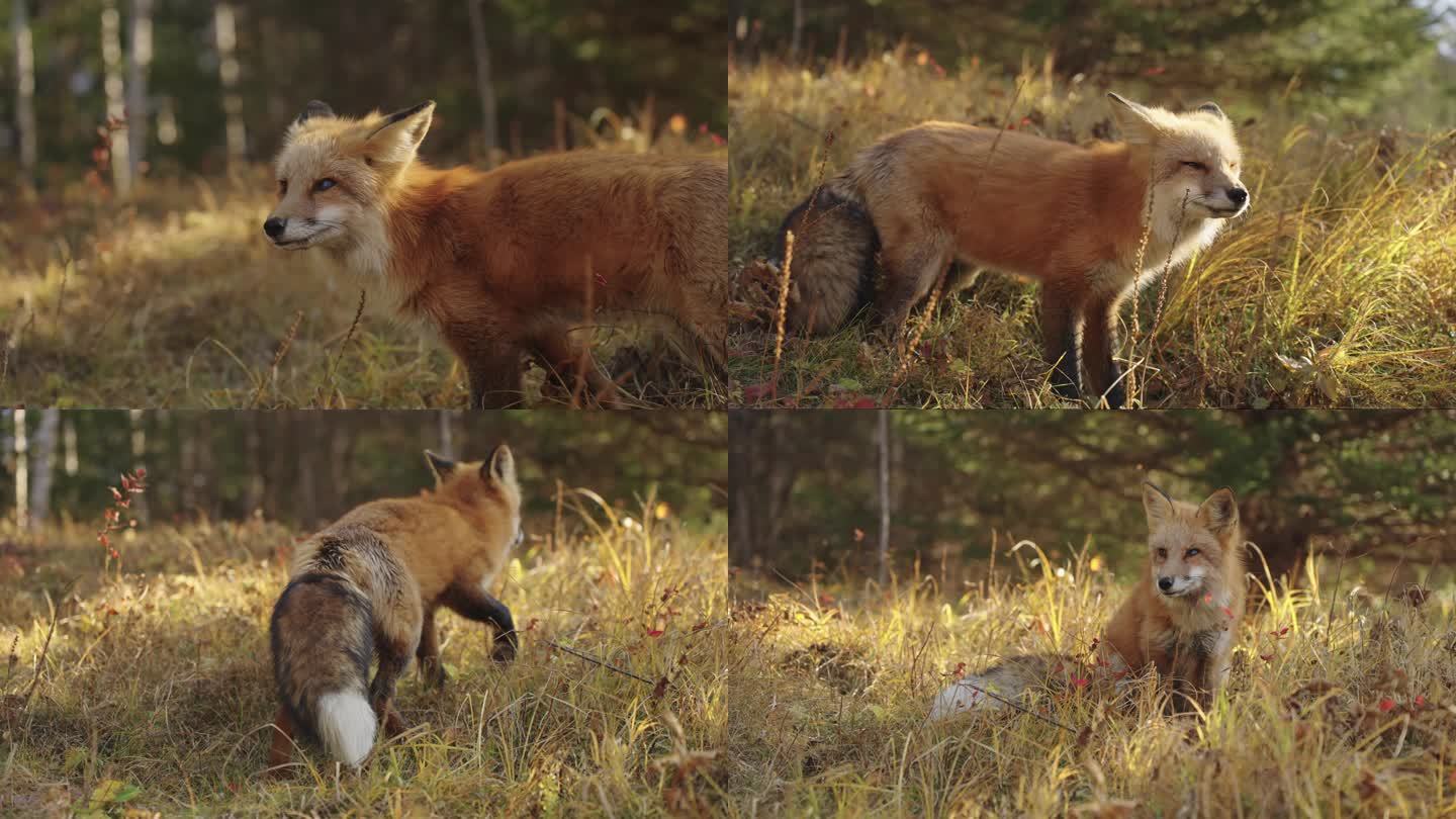 【狐狸】森林野生动物