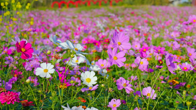 春天花海 鲜花盛开