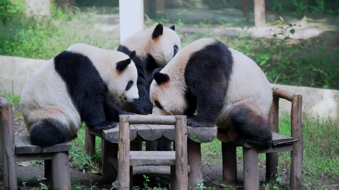 大熊猫四喜丸子