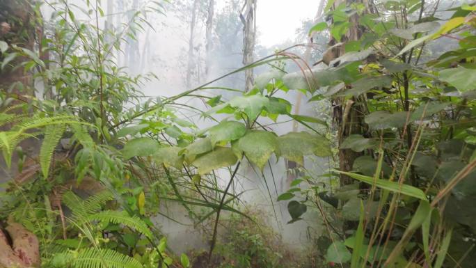 野外山林放烟花后草丛冒烟