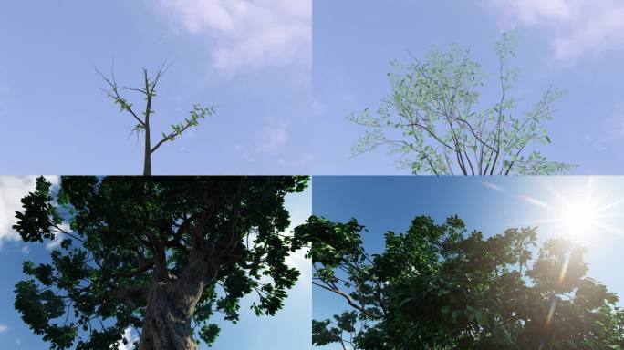 小树树苗树发芽生长长成大树森林三维动画